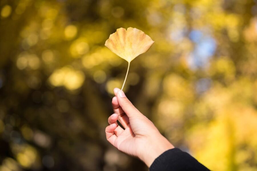 ginkgo biloba benefits