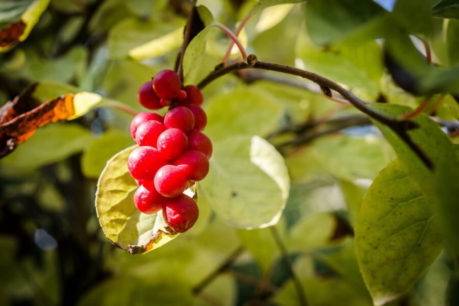 Schisandra Berry Benefits