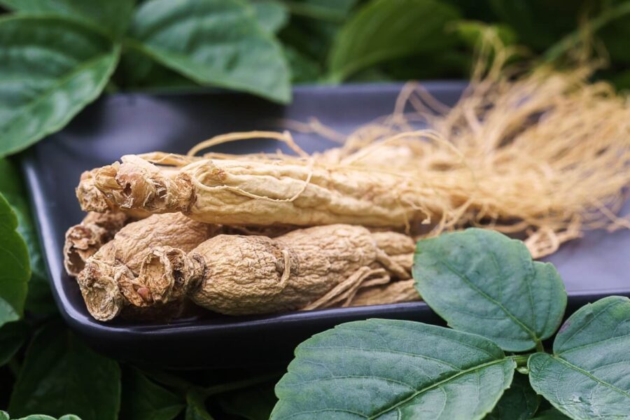 Siberian Ginseng Eleuthero Health Benefits