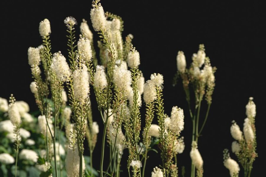 black cohosh benefits
