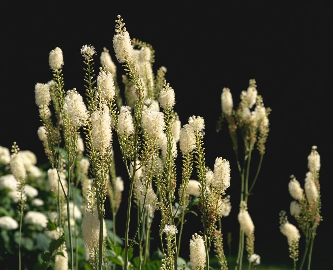 black cohosh benefits