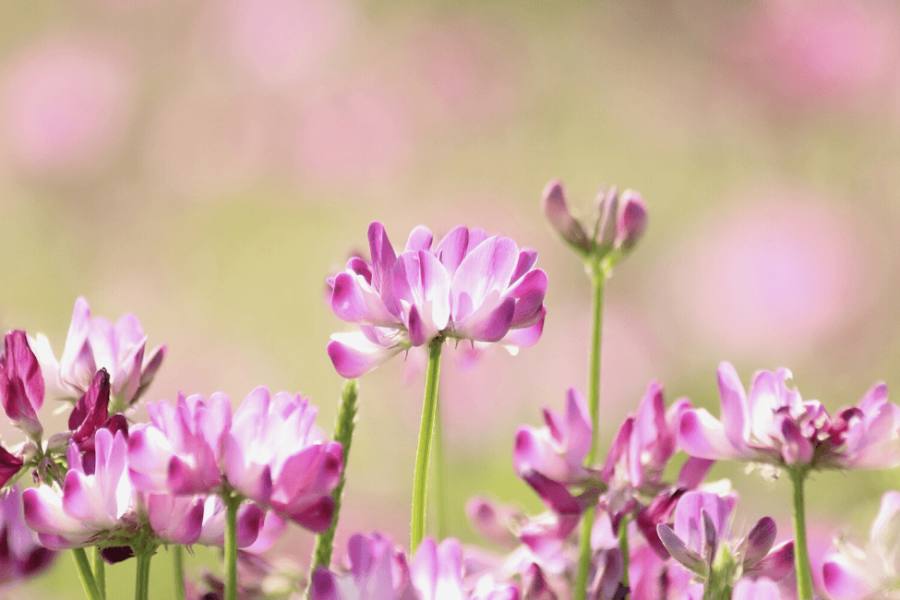 astragalus benefits