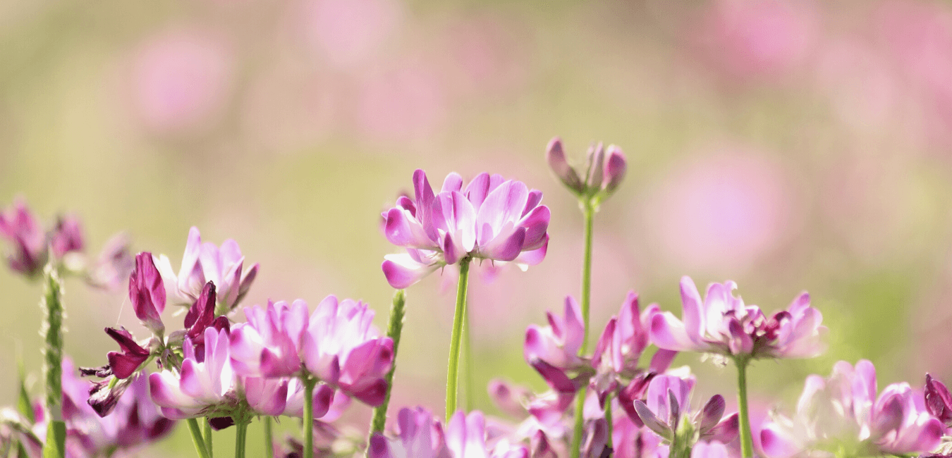 astragalus benefits