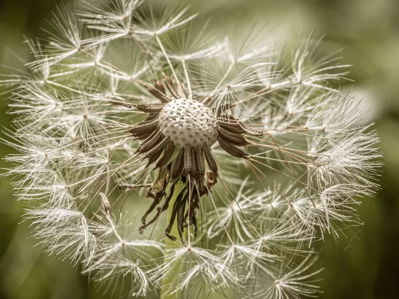 dandelion benefits
