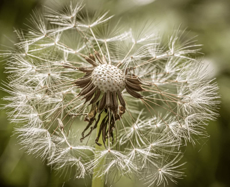 dandelion benefits